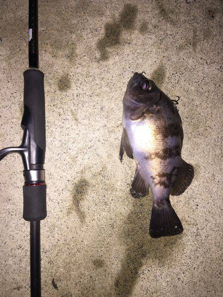 久々のメバル釣果